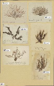 spécimen de Laurencia obtusa
