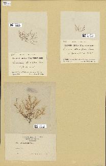 spécimen de Laurencia obtusa