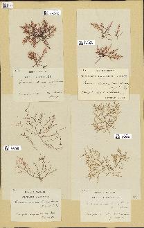 spécimen de Laurencia obtusa