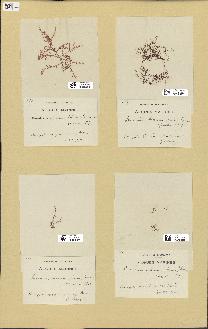 spécimen de Laurencia obtusa