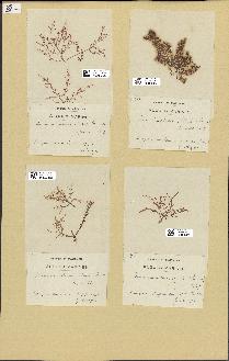 spécimen de Laurencia obtusa