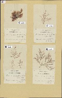 spécimen de Laurencia obtusa