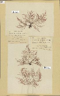 spécimen de Laurencia obtusa