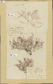 spécimen de Laurencia obtusa