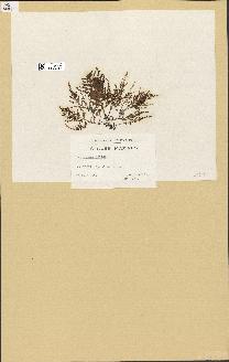 spécimen de Laurencia obtusa