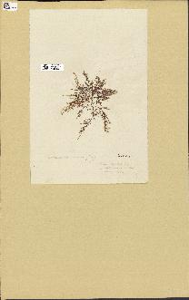 spécimen de Laurencia obtusa