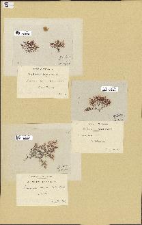 spécimen de Laurencia obtusa