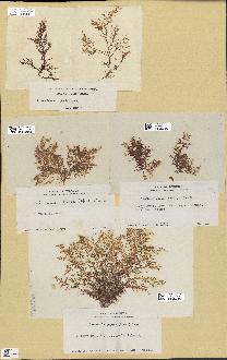 spécimen de Laurencia obtusa
