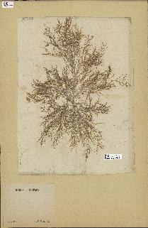 spécimen de Laurencia obtusa