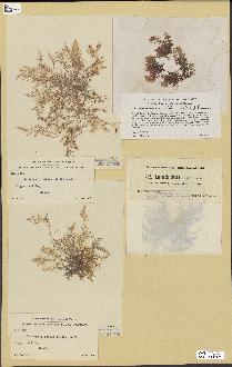 spécimen de Laurencia obtusa