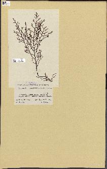 spécimen de Laurencia pinnatifida