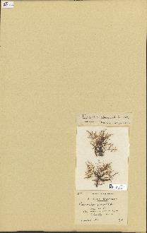 spécimen de Laurencia pinnatifida
