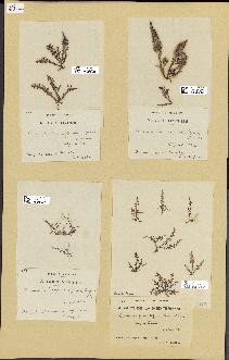 spécimen de Laurencia pinnatifida