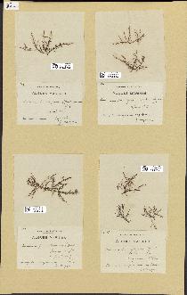 spécimen de Laurencia pinnatifida