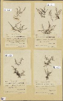 spécimen de Laurencia pinnatifida