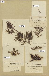 spécimen de Laurencia pinnatifida