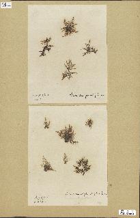 spécimen de Laurencia pinnatifida