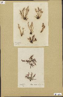 spécimen de Laurencia pinnatifida