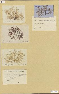 spécimen de Laurencia pinnatifida