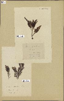 spécimen de Laurencia pinnatifida
