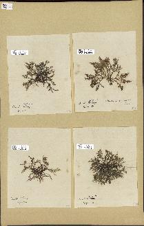 spécimen de Laurencia pinnatifida