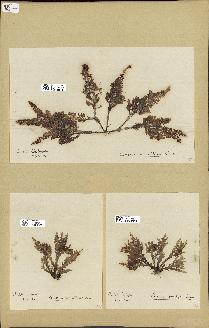 spécimen de Laurencia pinnatifida