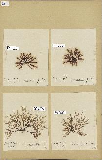 spécimen de Laurencia pinnatifida