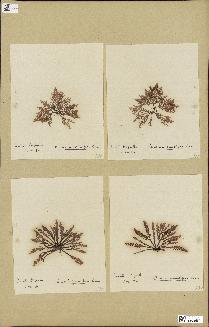 spécimen de Laurencia pinnatifida