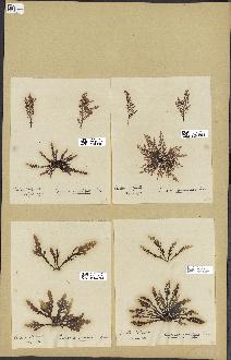 spécimen de Laurencia pinnatifida