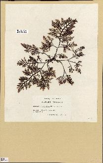 spécimen de Laurencia pinnatifida