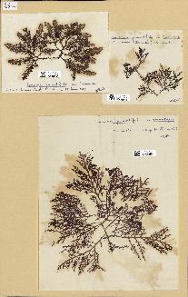 spécimen de Laurencia pinnatifida