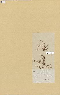 spécimen de Laurencia pinnatifida