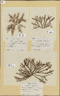 spécimen de Laurencia pinnatifida