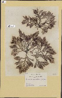 spécimen de Laurencia pinnatifida