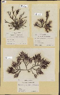 spécimen de Laurencia pinnatifida
