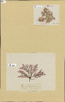 spécimen de Laurencia pinnatifida