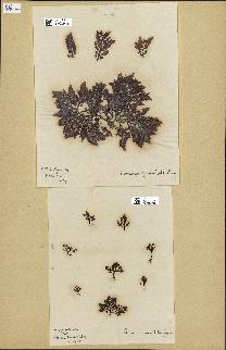 spécimen de Laurencia pinnatifida
