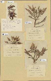 spécimen de Laurencia pinnatifida