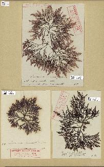 spécimen de Laurencia pinnatifida