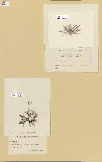 spécimen de Laurencia sp.