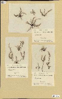 spécimen de Laurencia sp.