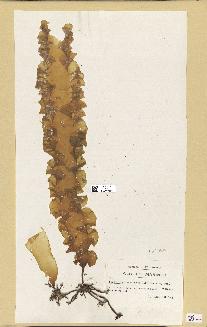 spécimen de Laminaria vaissierei