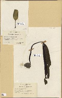 spécimen de Laminaria setchellii
