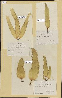 spécimen de Laminaria saccharina