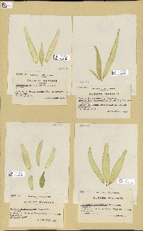 spécimen de Laminaria saccharina