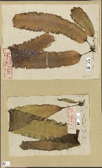 spécimen de Laminaria saccharina