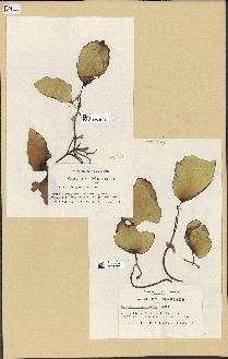 spécimen de Laminaria rodriguezii