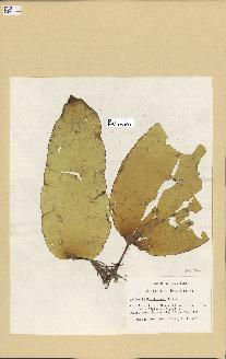 spécimen de Laminaria rodriguezii