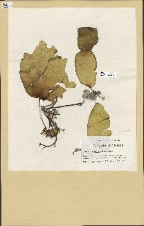 spécimen de Laminaria rodriguezii