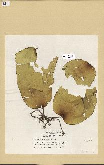 spécimen de Laminaria rodriguezii